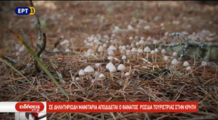 Σε δηλητηριώδη μανιτάρια αποδίδεται ο θάνατος Ρωσίδας τουρίστριας στην Κρήτη (video)