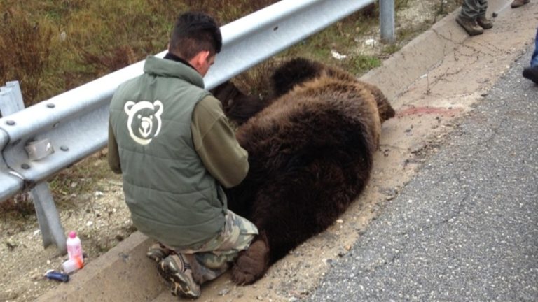 Ακόμη μια νεκρή αρκούδα θύμα τροχαίου στη Φλώρινα
