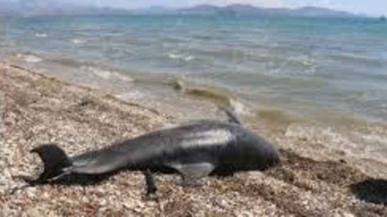 Ακόμη ένα νεκρό δελφίνι ξεβράστηκε στη Χαλκιδική
