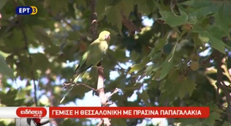 Γέμισε η Θεσσαλονίκη πράσινα παπαγαλάκια (video)