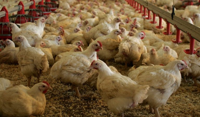 Μέτρα ενίσχυσης της πτηνοτροφίας ζητούν βουλευτές του ΣΥΡΙΖΑ