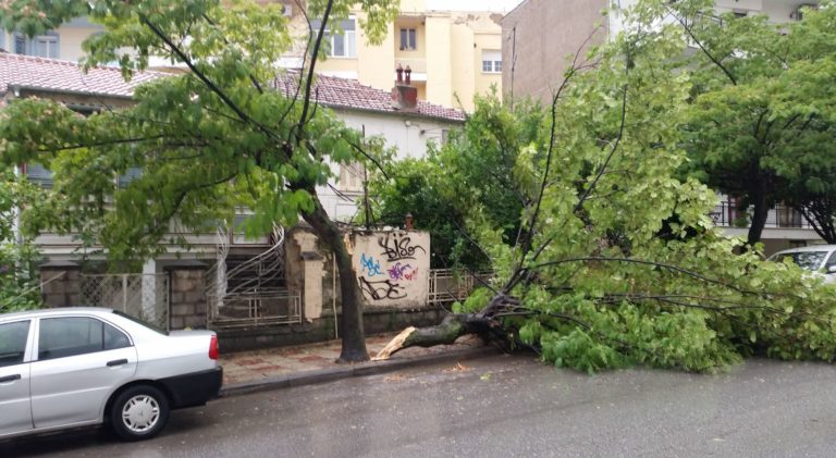 Πτώση δέντρου από τον αέρα κοντά στο Ιπποκράτειο