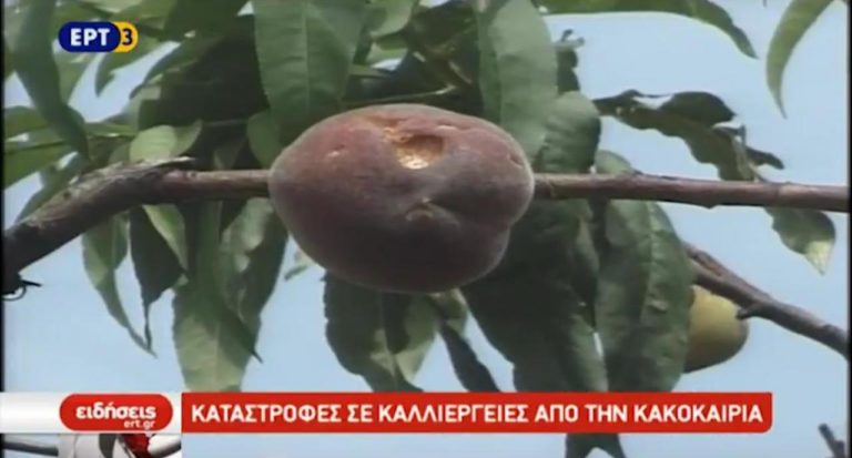 Καταστροφές σε καλλιέργειες από την κακοκαιρία (video)