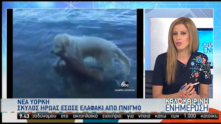 ΗΠΑ: Σκύλος βούτηξε στη θάλασσα κι έσωσε ελαφάκι που πνιγόταν (video)