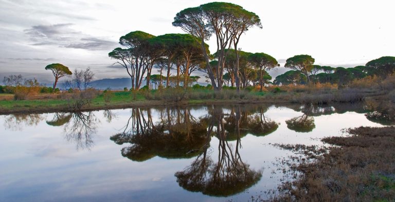 Παρουσιάστηκε η άγρια φύση της Στροφυλιάς