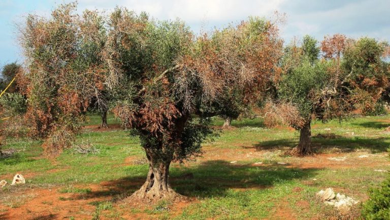Ο Θ. Γαλιατσάτος για αποτροπή βακτηρίου ξυλέλλας