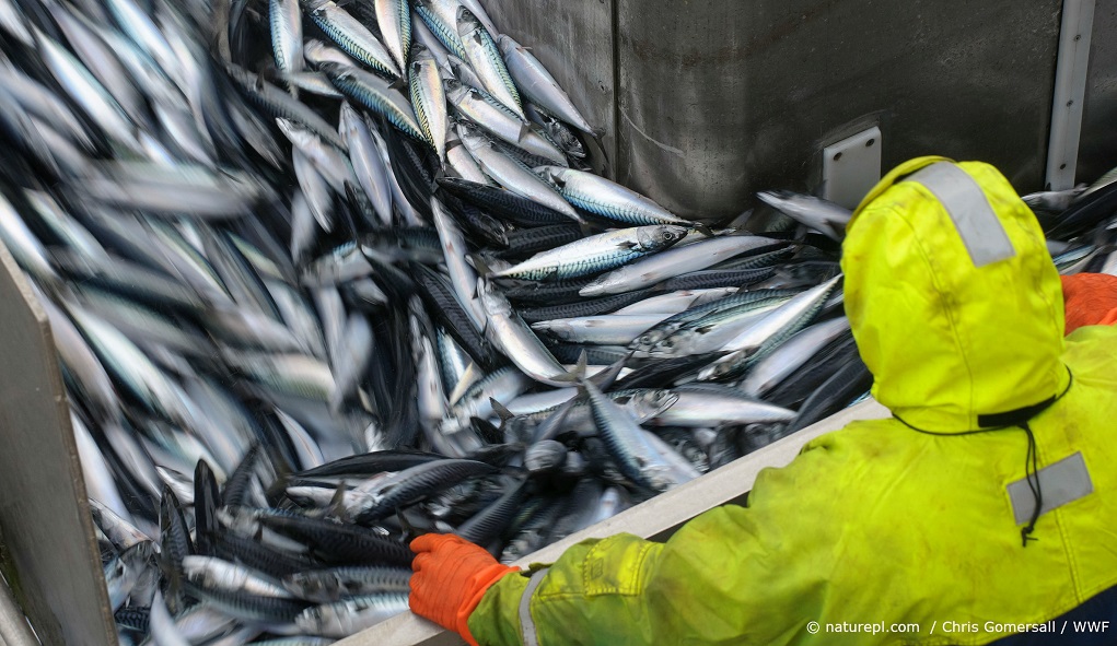 WWF: Eισαγόμενο το 66% των ψαρικών που καταναλώνουν οι Έλληνες