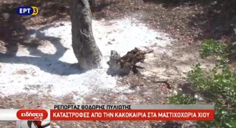 Καταστροφές από την κακοκαιρία στα Μαστιχοχώρια Χίου (video)