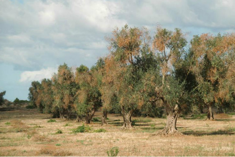 Κέρκυρα: Ομάδα εργασίας απο την ΠΙΝ για την ξυλέλλα