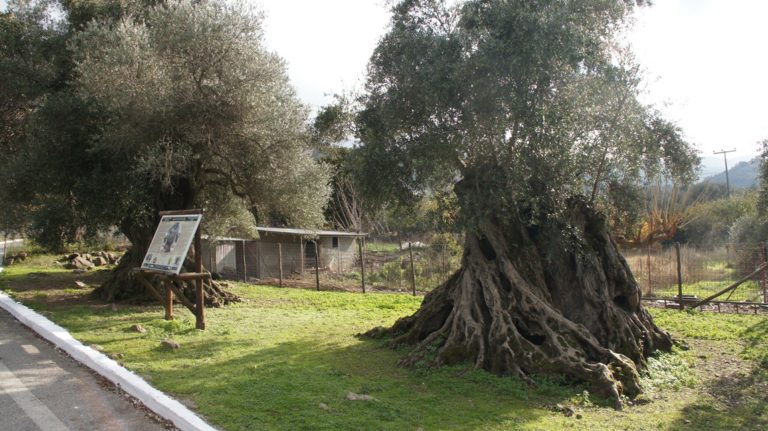 Φεστιβάλ «Ρουμάτων Γη» στα Παλαιά Ρούματα (audio)