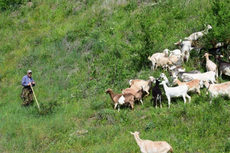 Επανασυνδέθηκε το ρεύμα και έγινε ρύθμιση σε ζευγάρι κτηνοτρόφων από τη Φαλάνη