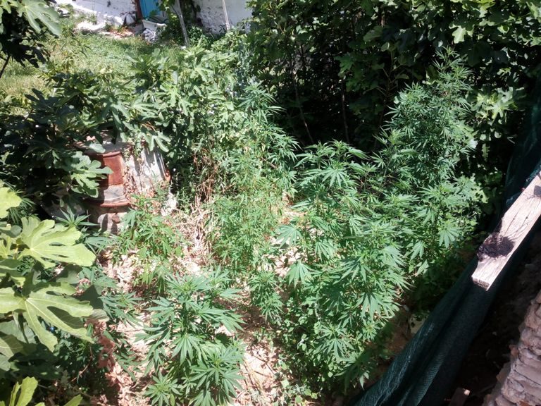 Σέρρες: Καλλιεργούσε κάνναβη στην αυλή του σπιτιού του