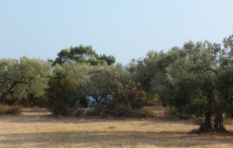 Δακοπαγίδες στην ελαιοκομική ζώνη Μάκρης – Αλεξανδρούπολης