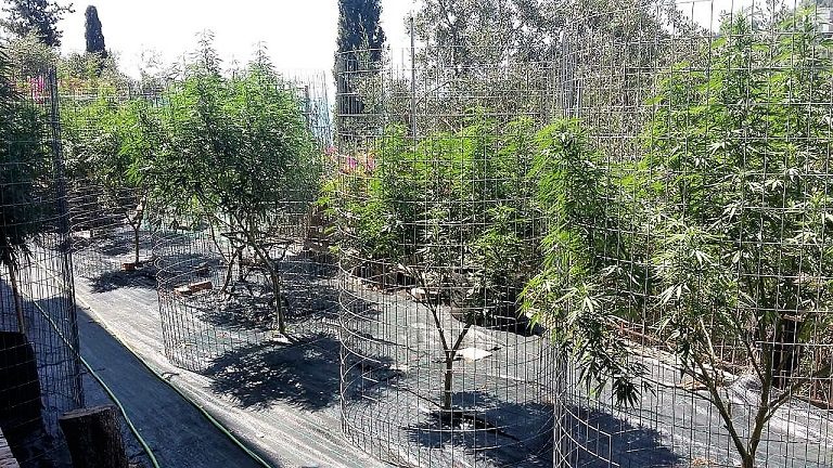 Κέρκυρα: Διατηρούσε “φυτεία” 33 δενδρυλλίων χασίς…