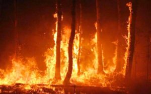 Δασικές πυρκαγιές: Πρόληψη, αντιμετώπιση και ευθύνες