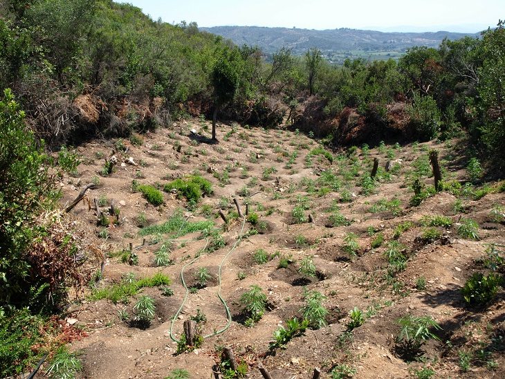 Φυτείες δενδρυλλίων κάνναβης στη Λακωνία