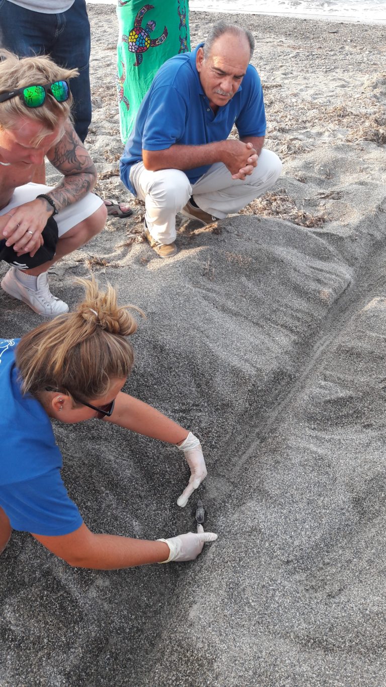 Χανιά: Εκσκαφή της θαλάσσιας χελώνας Caretta-caretta στον Δ. Πλατανιά
