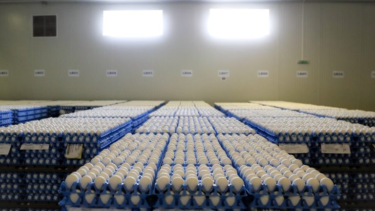 Ιταλία: Kατάσχεση αυγών λόγω του σκανδάλου Fipronil – Κανένα κρούσμα στην Ελλάδα