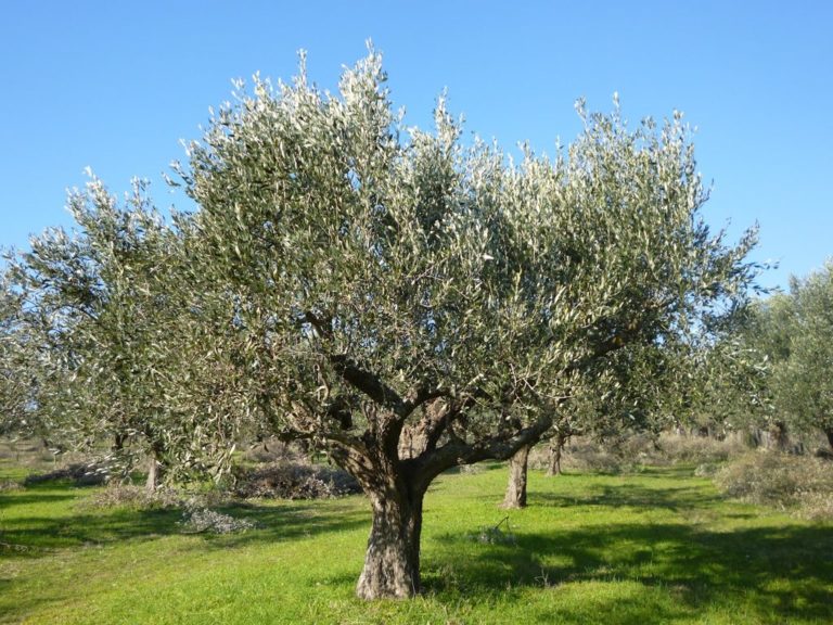 Ευνοϊκές οι συνθήκες για την επιτραπέζια ελιά στη Χαλκιδική