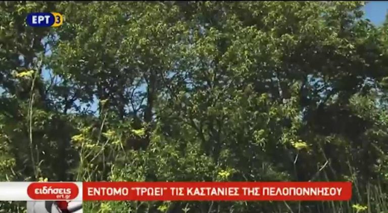 Έντομο ‘τρώει’ τις καστανιές της Πελοποννήσου (video)