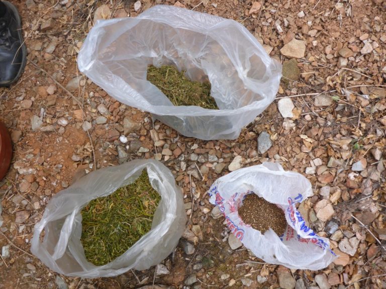 Χανιά: «Σαφάρι» της ΕΛΑΣ – Μία σύλληψη και 8 φυτείες σε Αποκόρωνα και Πλατανιά