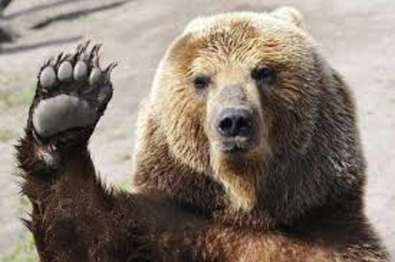 Φλώρινα: Επίθεση αρκούδας δέχθηκε συνταξιούχος
