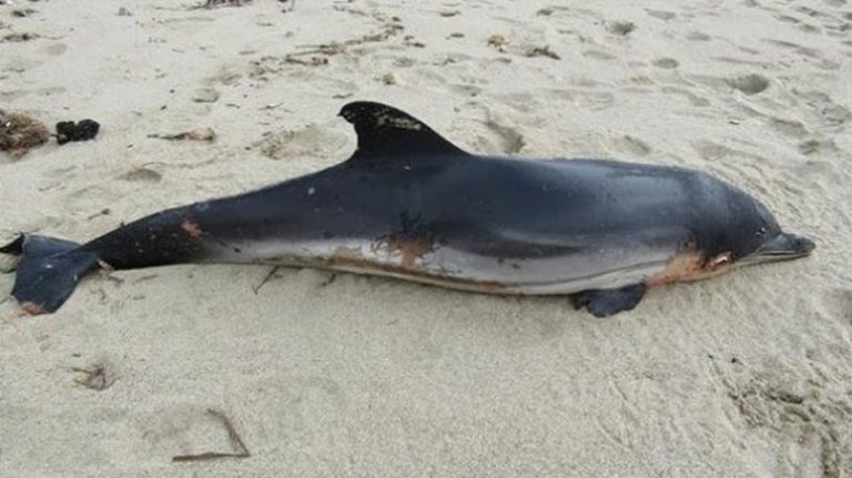 Νεκρό δελφίνι εντοπίστηκε στην Επανομή