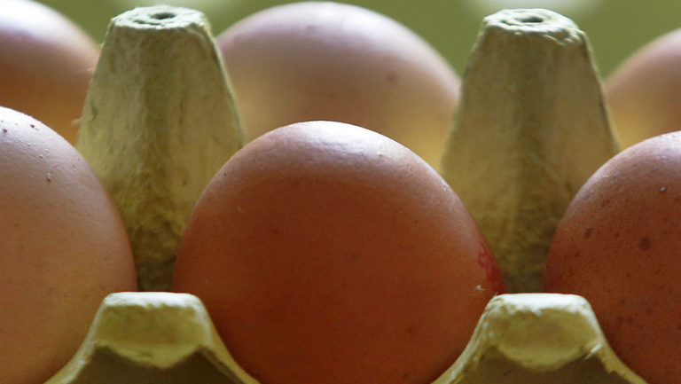 Αντιπρόεδρος ΕΦΕΤ για την κρίση με τα μολυσμένα αυγά: «Καμία εμπλοκή της χώρας μας» (video)