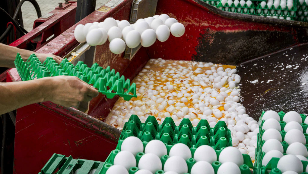 Συλλήψεις στελεχών ολλανδικής εταιρείας για το σκάνδαλο με τα αυγά