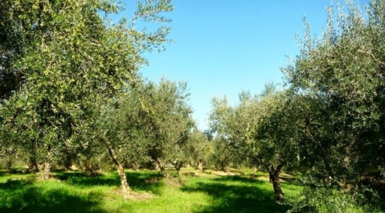 Ήπειρος: Στα «αζήτητα» οι βρώσιμες ελιές