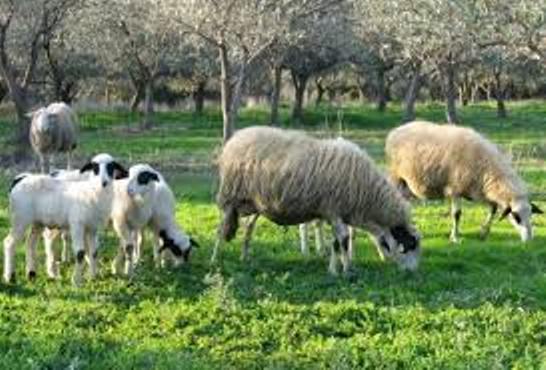 Σέρρες : Νομιμοποίηση κτηνοτροφικών μονάδων εντος οικισμών