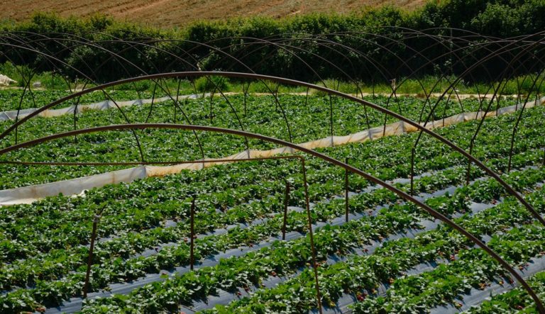 Υποβολή δηλώσεων ζημιάς από την κακοκαιρία στον Δ. Αποκορώνου