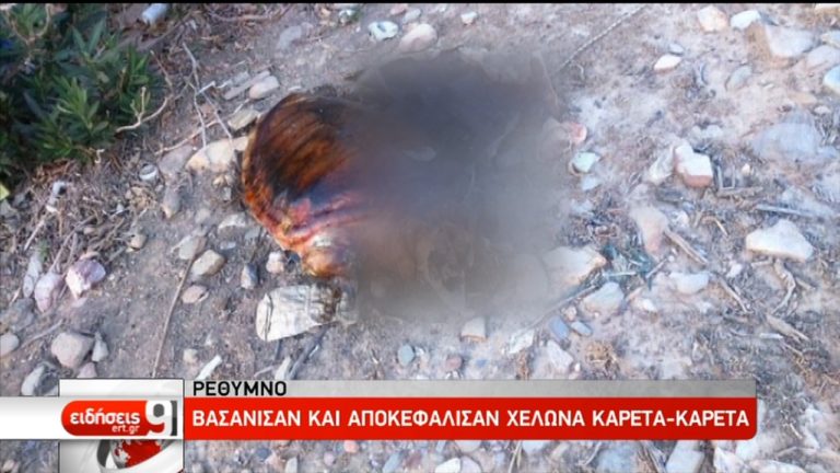 Βασάνισαν και αποκεφάλισαν χελώνα καρέτα-καρέτα στο Ρέθυμνο (video)