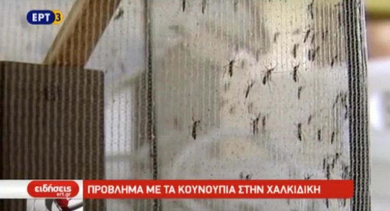 Προβλήματα με τα κουνούπια στη Χαλκιδική (video)
