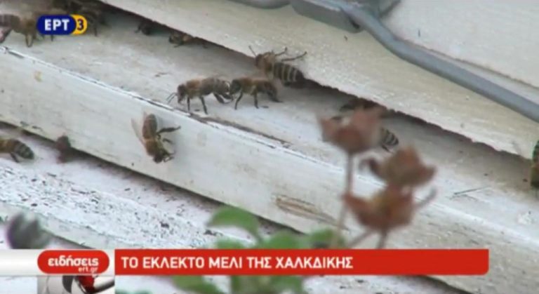 Το εκλεκτό μέλι της Χαλκιδικής (video)