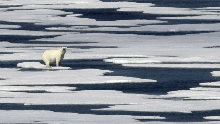 Πρόστιμο 1.300 ευρώ σε ξεναγό που τρόμαξε πολική αρκούδα στη Νορβηγία