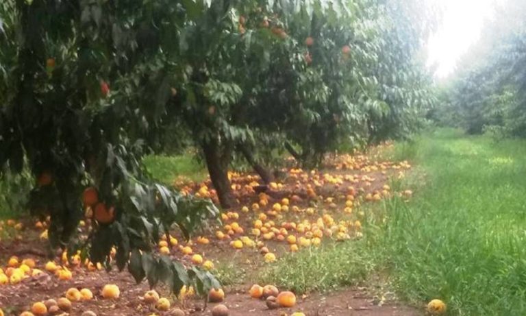 Αύριο οι αποζημιώσεις από τον ΕΛΓΑ