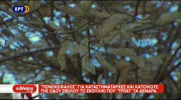 «Πονοκέφαλος» για καταστηματάρχες και κατοίκους της Σβώλου το σκουλήκι που τρώει τα δέντρα (video)