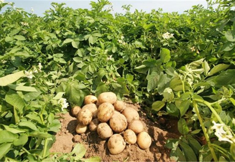 Εορδαία: Χιλιάδες τόνοι αδιάθετης πατάτας στο Φούφα