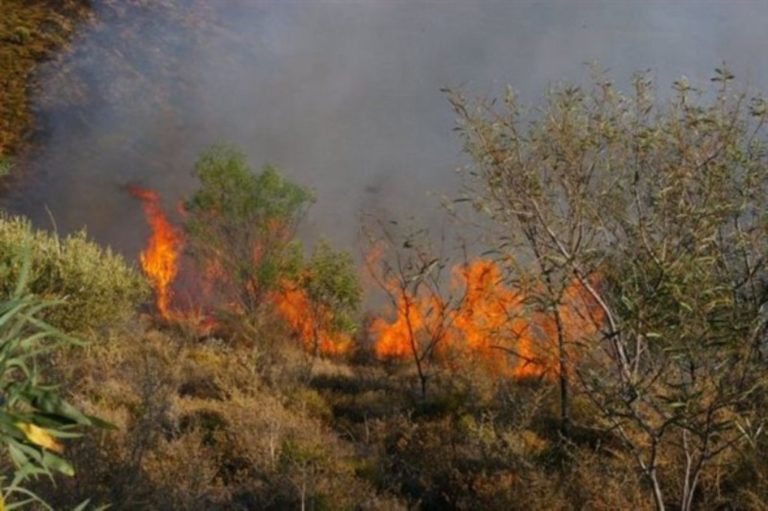 Ορεστιάδα: Κάηκαν 100 στρέμματα στη Βύσσα