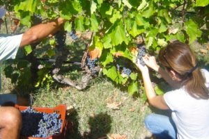Ξάνθη: Δύο βραβεία για το κρασί  του Ανατολικού Αμπελώνα που ωριμάζει σε  αμφορείς