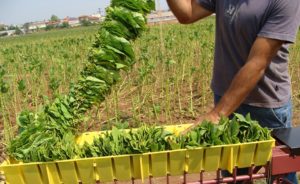 Κομοτηνή: Καλλιέργειες  και παραγωγοί της Ροδόπης