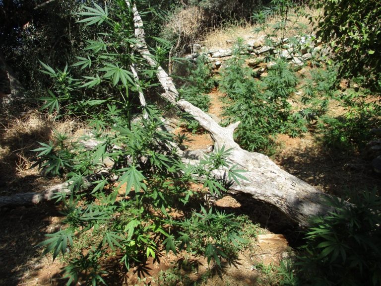 Τρεις φυτείες κάνναβης, στον Μυλοπόταμο Ρεθύμνου