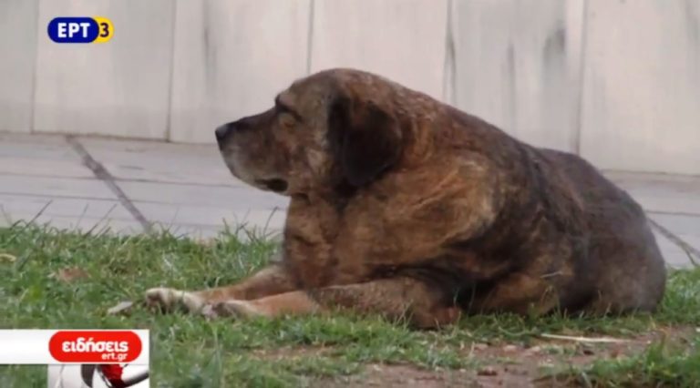 11.000 αδέσποτα σκυλιά στο πολεοδομικό συγκρότημα Θεσσαλονίκης (video)