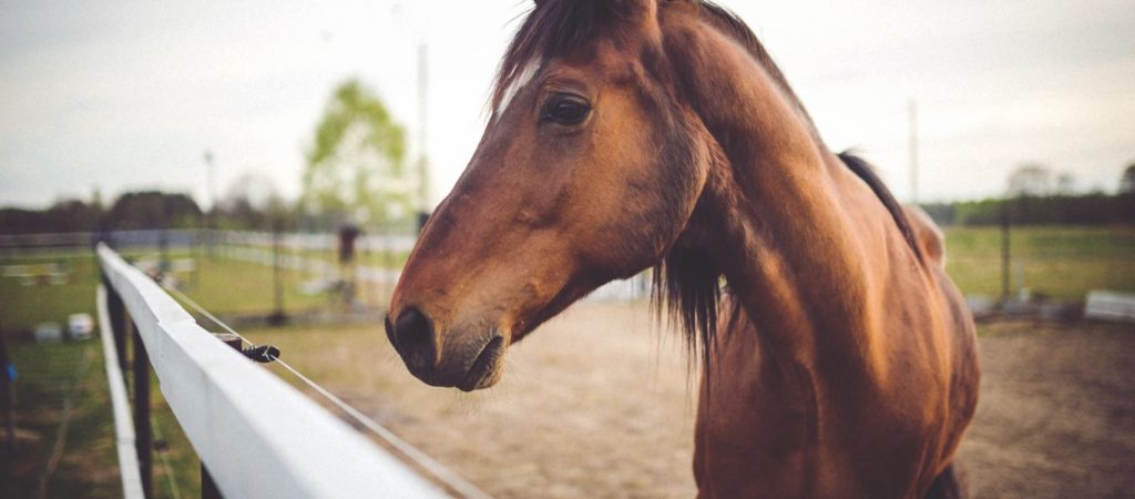 Χανιά: Κρούσμα πυρετού του Δυτικού Νείλου σε άλογο