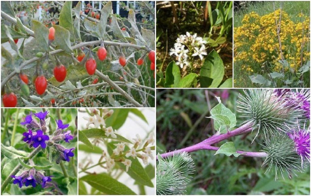 Στο Interreg τα φαρμακευτικά φυτά Ηπείρου – Αλβανίας