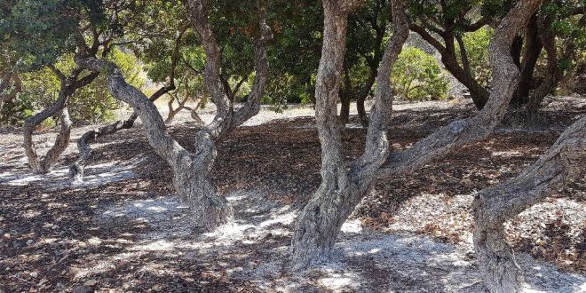 Χίος: Καταγγελίες για …μαστιχοκλέφτες- συνελεύσεις στους συνεταιρισμούς των χωριών