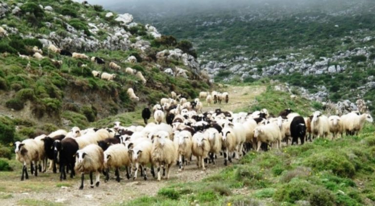 Λέσβος: Κατάσταση έκτακτης ανάγκης λόγω ευλογιάς των προβάτων