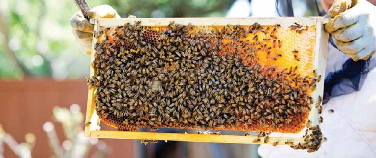 Συνέδριο επαγγελματικής μελισσοκομίας στα Ιωάννινα