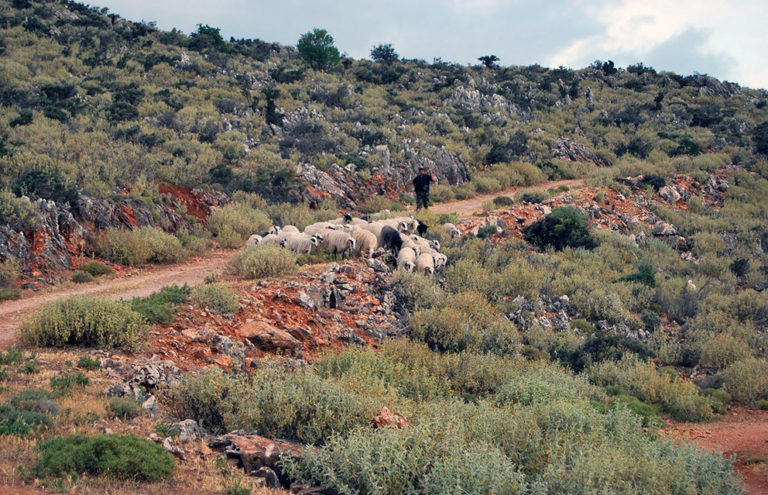 Κρήτη: Ενημέρωση κτηνοτρόφων για τις μισθώσεις βοσκοτόπων